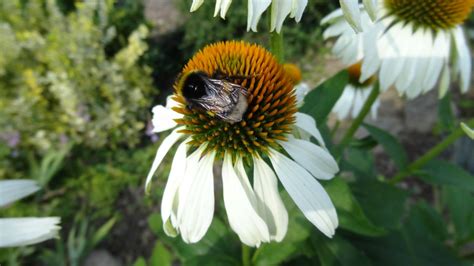 Free Images Nature Blossom Flower Bloom Botany Close Flora