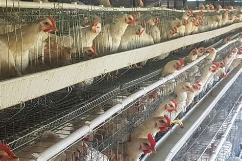 Layer hens Chickens Livestock for sale in Gauteng | R 110 on Agrimag