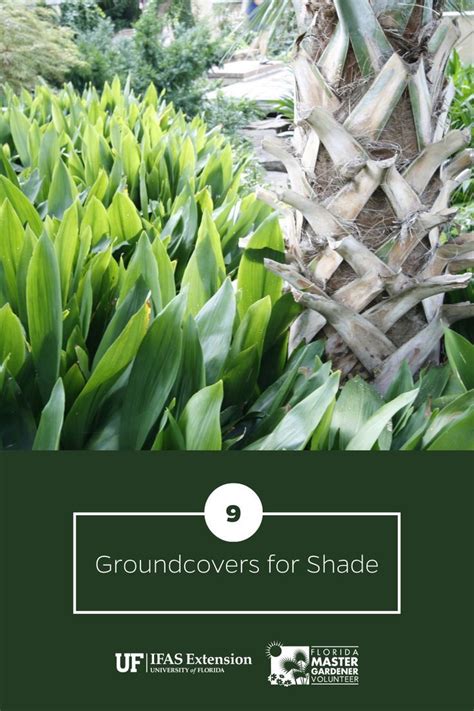 Groundcovers For Shade Uf Ifas Gardening Solutions Garden Solutions