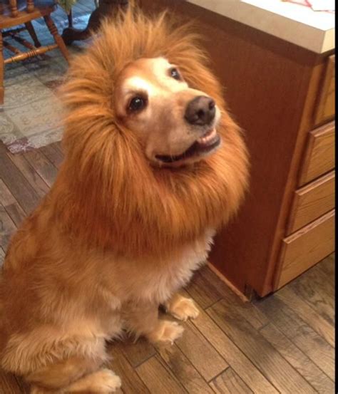 golden lion | Dog coats, Pet parade, Pets