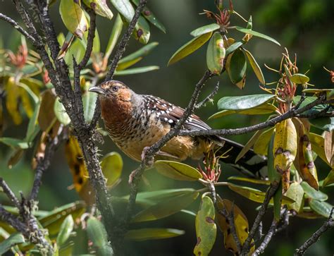 Birding Mengbishan Sichuan China 10000 Birds