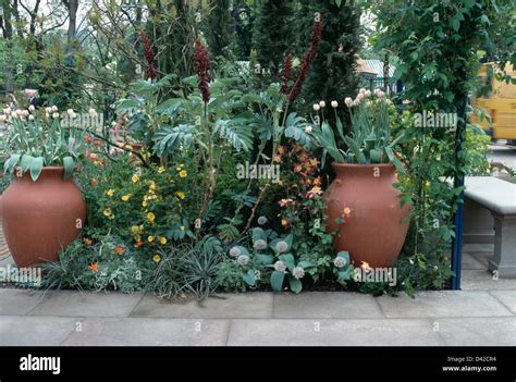 Tulips In Tall Terracotta Pots In Mediterranean Garden Border With