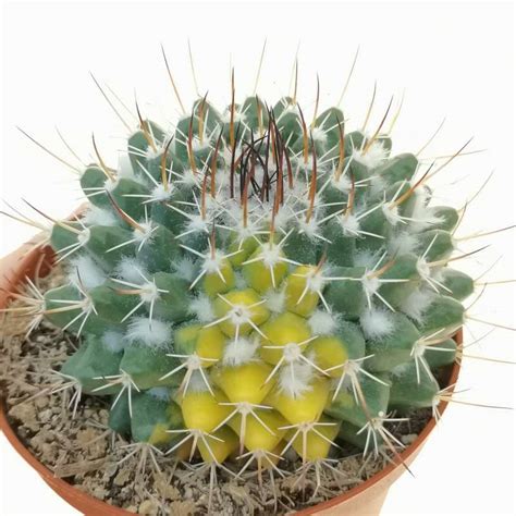 Mammillaria Magnimamma F Variegata 10 Cm Cactaceae Giromagi