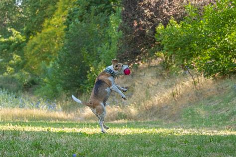 Dog Playing Ball Stock Photos, Images and Backgrounds for Free Download