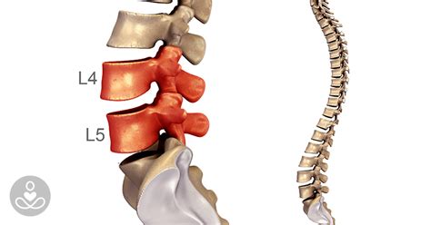 spinal segment  hearty soul