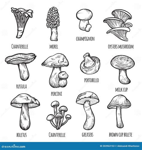 Greasers Hand Drawn Mushrooms Vector Illustration Cartoondealer