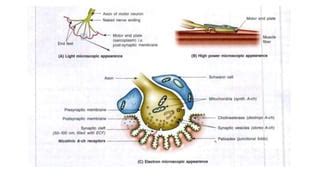 myasthenia gravis.pptx