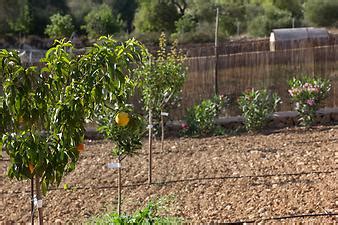 Au Enansichten Finca Son Duri Petit Auf Nach Mallorca