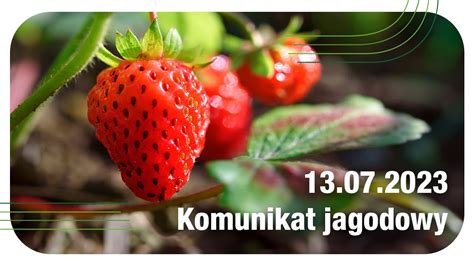 Komunikat jagodowy 13 07 2023 Pielęgnacja plantacji truskawki po