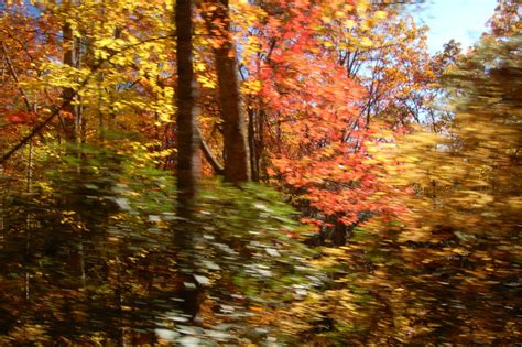 Autumn Leaf Color Season Approaches | The Locust Fork News-Journal