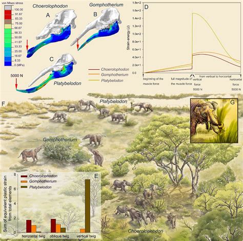 How shifting climates may have shaped early elephants' trunks