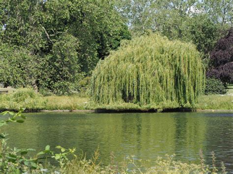 Weeping Willow Tree Scient Name Salix Babylonica Stock Photo Image