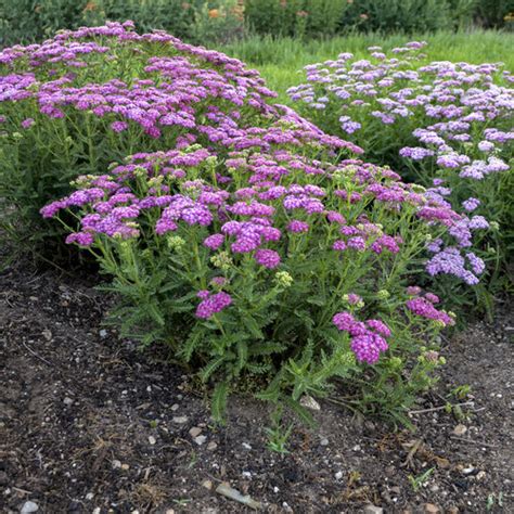 'Firefly Fuchsia' - Yarrow - Achillea hybrid | Proven Winners