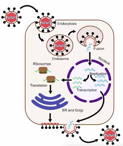 Viral Structure And Replication Flashcards Quizlet
