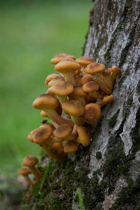 Armillaria Mellea JuzaPhoto