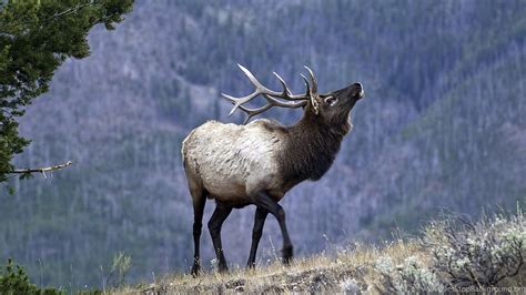 Bull Elk Elks Deer 21 Hd Wallpaper Pxfuel