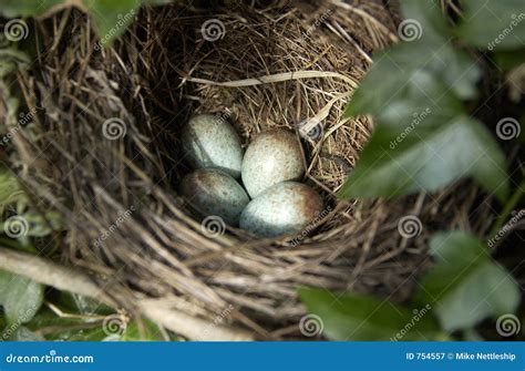 Blackbirds nest stock image. Image of english, blackbirds - 754557