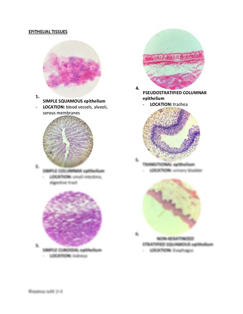 Solution Anatomy And Physiology Nursing Practice Test Epithelial