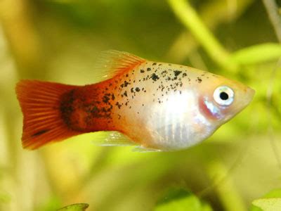 16 Different Types of Platy Fish (With Pictures) - AquariumNexus