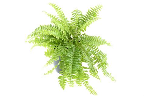 Unraveling the Beauty of Boston Fern Species: A Comprehensive Guide to ...