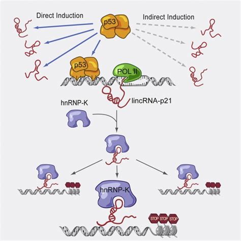 Tp53cor1 Lncrnawiki