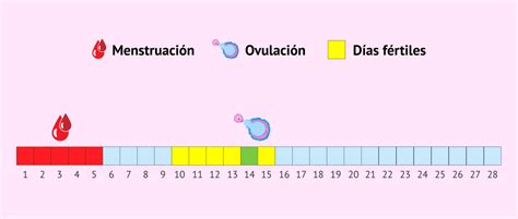 ¿cuáles Son Los Días Fértiles De La Mujer