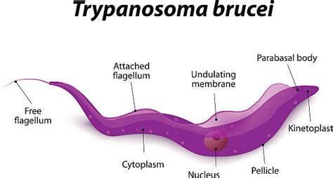 Classification Of Trypanosoma