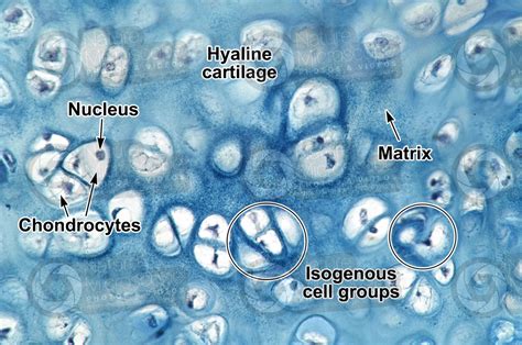 Hyaline Cartilage Histology