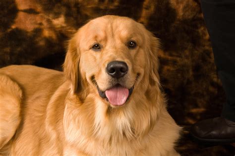 How to Stop a Golden Retriever From Shedding by DogExpress - Issuu