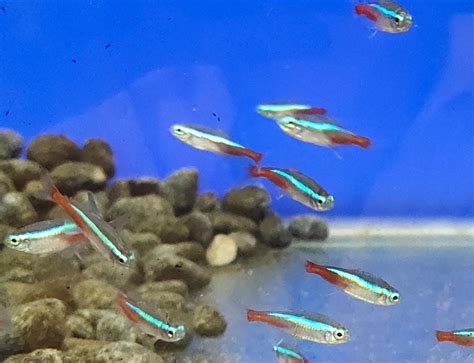 How Many Neon Tetras Can Fit In A Gallon Tank Off