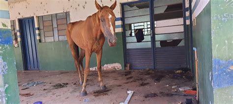 Mulher Multada Por Abandonar Cavalo Doente 2024