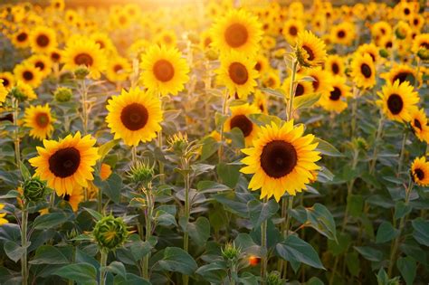 15 tipos de girasoles para plantar en tu jardín