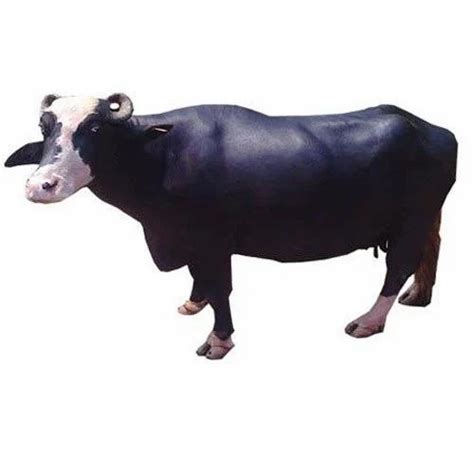 Nili Ravi Breed Buffalo Milk at best price in Kandukuru by Our Village ...