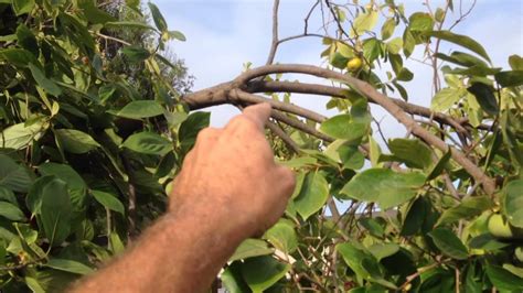 Persimmon Heavy Fruit Load Youtube