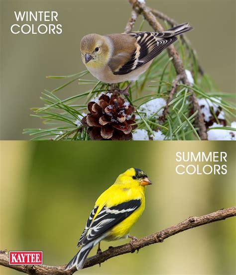 Wild Bird Identification By Color