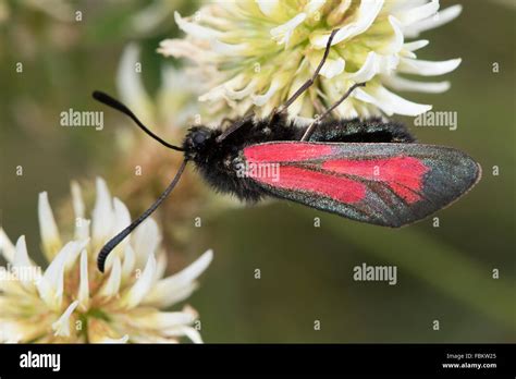 Transparent Burnet Zygaena Purpuralis Stock Photo Alamy