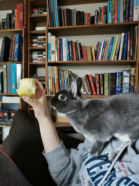 My gf's apple is no longer safe. : r/Rabbits