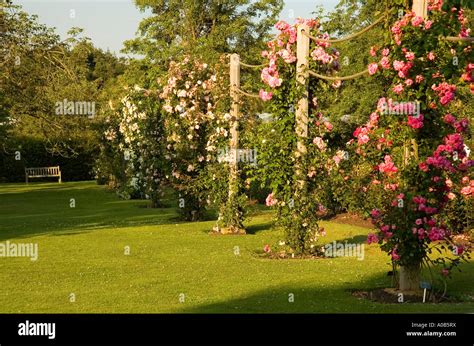 WISLEY GARDENS ROSE GARDEN ENGLAND Stock Photo - Alamy