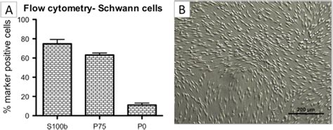 A Flow Cytometric Analysis Of Schwann Cells For Schwann Cell Specific