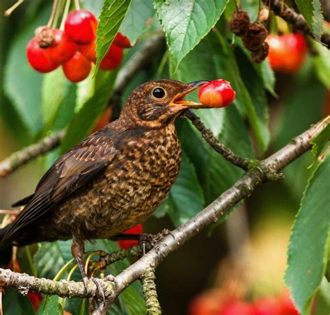 5 astuces pour empêcher les oiseaux de manger vos cerises