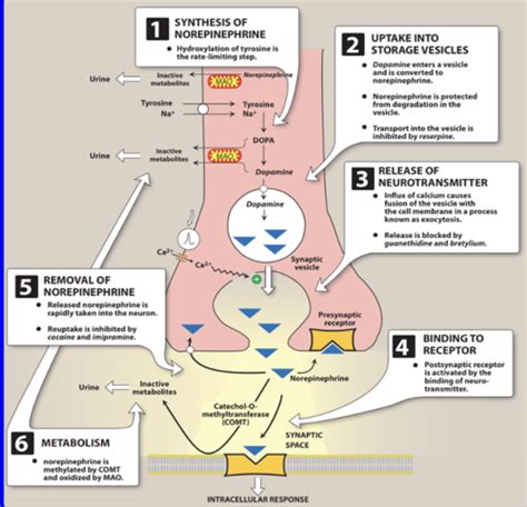 Exam 1 Adrenergic Agonists And Antagonists Flashcards Quizlet