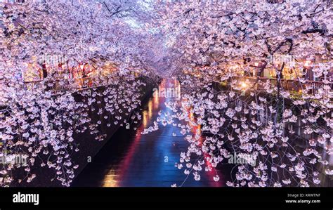 Cherry Blossom Or Sakura At Meguro Canal In Tokyo Japan At Twilight