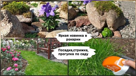 Яркая новинка в рокарии.Посадка, стрижка, прогулка по саду. - YouTube