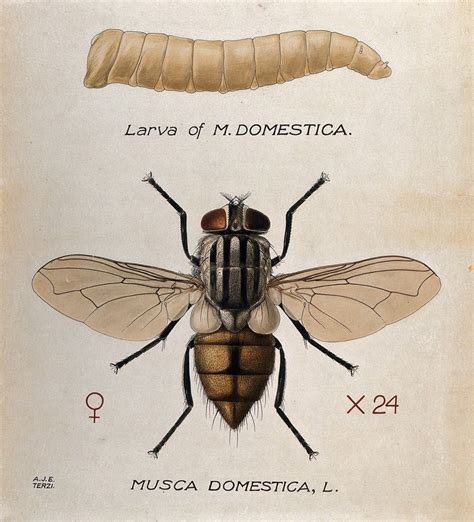 The Larva And Fly Of A House Fly Musca Domestica Coloured Drawing By