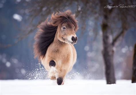 The magic of the Internet | Funny horses, Cute ponies, Cute horses