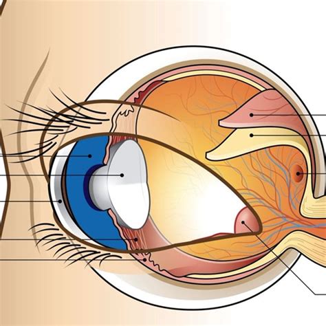 Marty Harris Medical Illustration And Animation Minneapolis