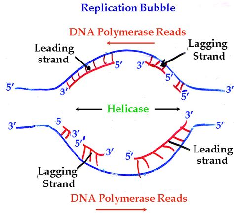 Replication Bubble Diagram Replication Eukaryotic Dna Proces