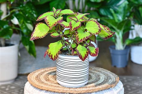 Is Coleus Toxic To Cats Vet Approved Advice Catster