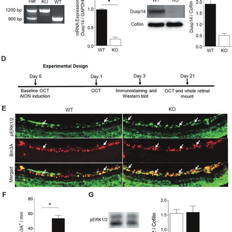 Western Blot Analysis Of Map Kinase Pathway Molecules Days After