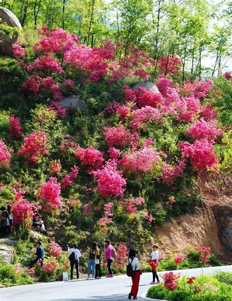 這裏有十萬頃野生杜鵑，天下第一情山就在此地，鄭州人的後花園 每日頭條